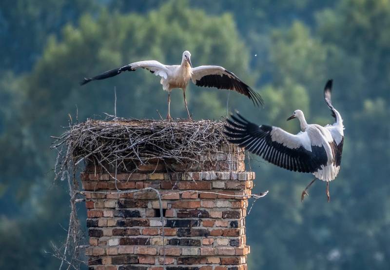 Professional Chimney Animal Removal Services in La Canada, California