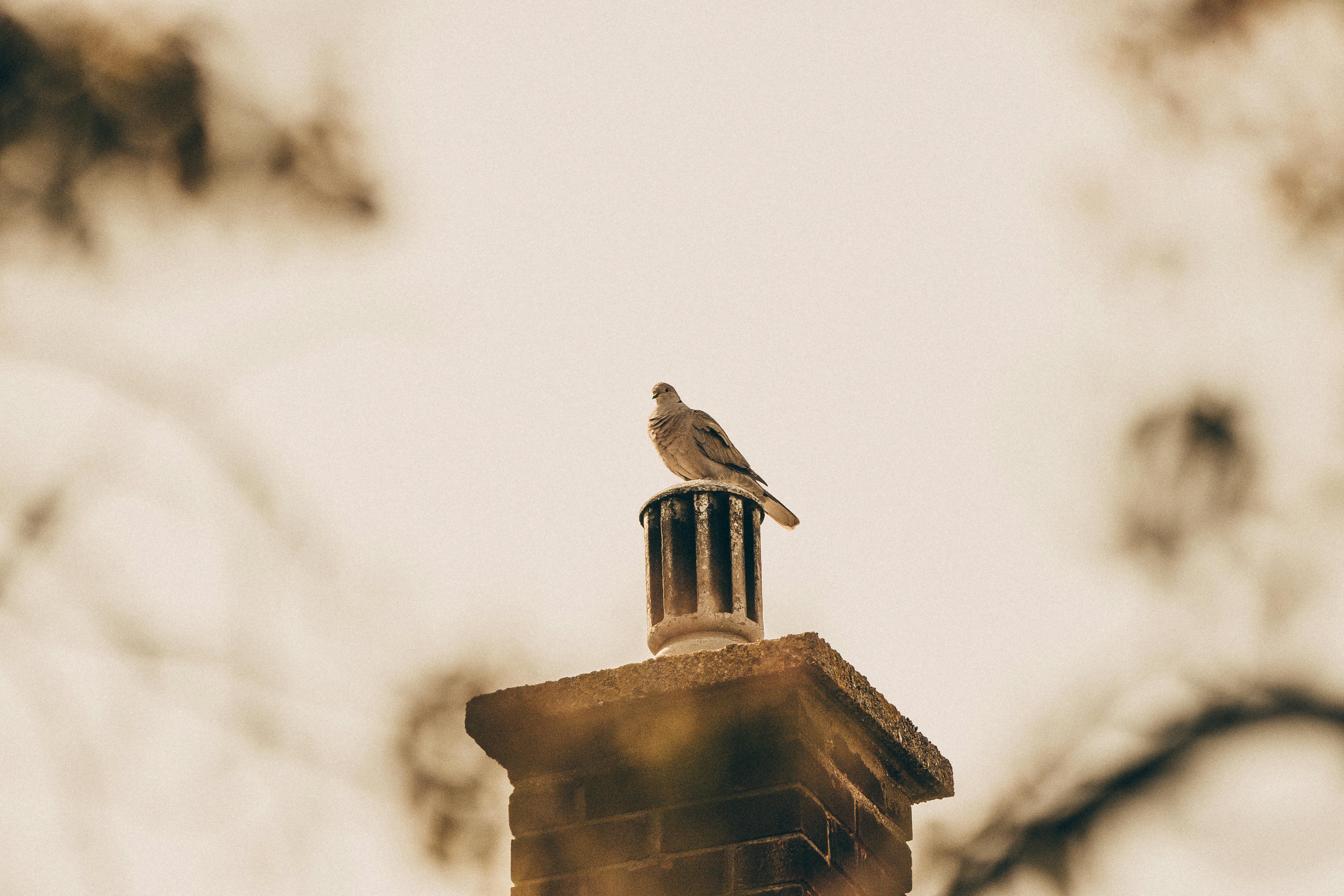 Professional Chimney Cap and Damper In La Canada California